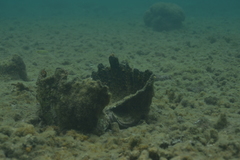 Hippopus
