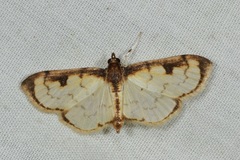 Goniorhynchus