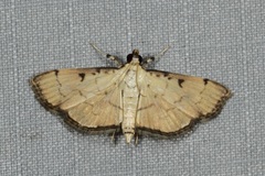Goniorhynchus
