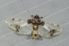 Leucinodes