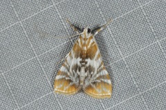 Macaretaera hesperis