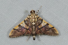 Orphanostigma