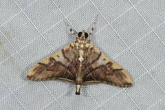 Orphanostigma