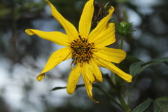 Bidens rubifolia