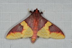 Pachynoa purpuralis