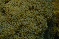 Fimbriaphyllia ancora