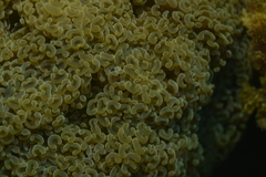 Fimbriaphyllia ancora