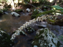 Bulbophyllum multiflorum