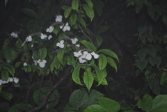 Hydrangea davidii