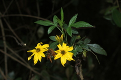 Bidens rubifolia
