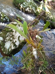 Bulbophyllum multiflorum