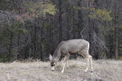 Odocoileus hemionus