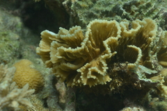 Pectinia lactuca