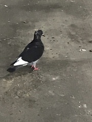 Columba livia