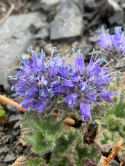 Veronica alaskensis