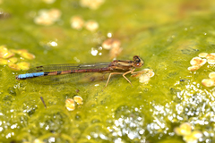 Protallagma titicacae