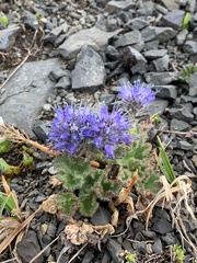 Veronica alaskensis