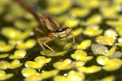 Protallagma titicacae