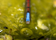 Protallagma titicacae