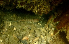 Istigobius hoesei