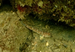 Istigobius hoesei