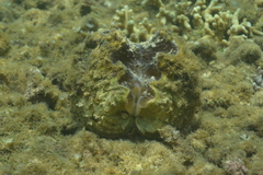 Hippopus porcellanus