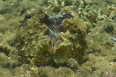 Hippopus porcellanus
