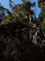 Dypsis fibrosa