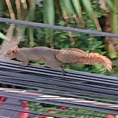 Callosciurus erythraeus