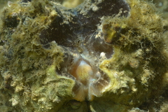 Hippopus porcellanus