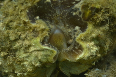 Hippopus porcellanus