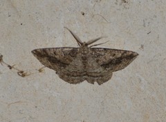 Pterospoda nigrescens