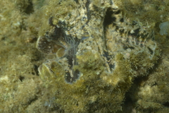 Hippopus porcellanus