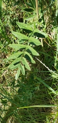 Glycyrrhiza lepidota