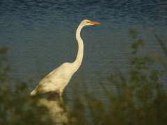 Ardea alba