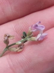 Astragalus gracilis