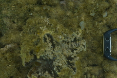 Hippopus porcellanus