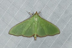 Parotis punctiferalis