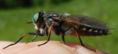 Hybomitra bimaculata