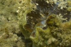Hippopus porcellanus
