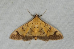 Syllepte fabiusalis