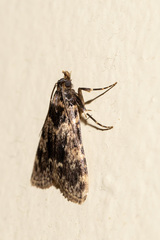 Aglossa caprealis
