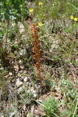 Orobanche amethystea