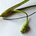 Ruppiaceae - Photo (c) judith holm,  זכויות יוצרים חלקיות (CC BY-NC-ND), הועלה על ידי judith holm