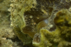 Hippopus porcellanus