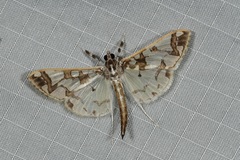 Polythlipta divaricata