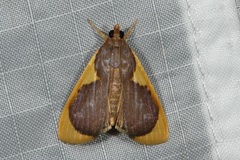 Prooedema inscisalis