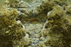Hippopus porcellanus