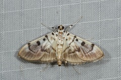 Pycnarmon cribrata