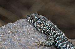 Liolaemus nigroviridis